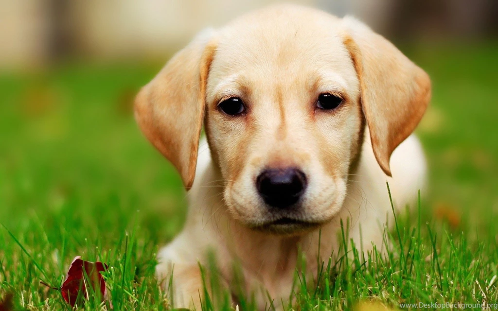 Wallpapers For Yellow Lab Puppy > Resolution 1600x1200