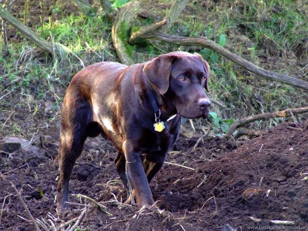 HD Chocolate Lab Wallpapers And Photos
