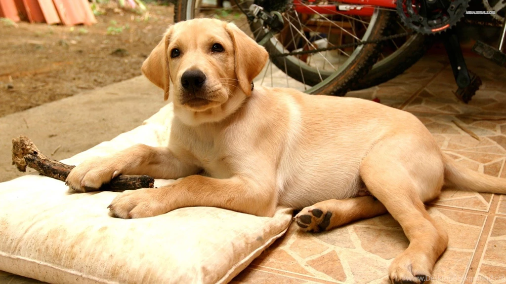 921955 Yellow Lab Wallpapers