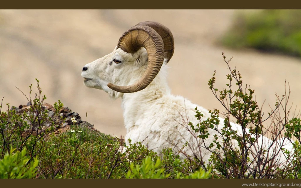 Animals Of The World`s Geographic HD Wallpapers 7 － Animal ...