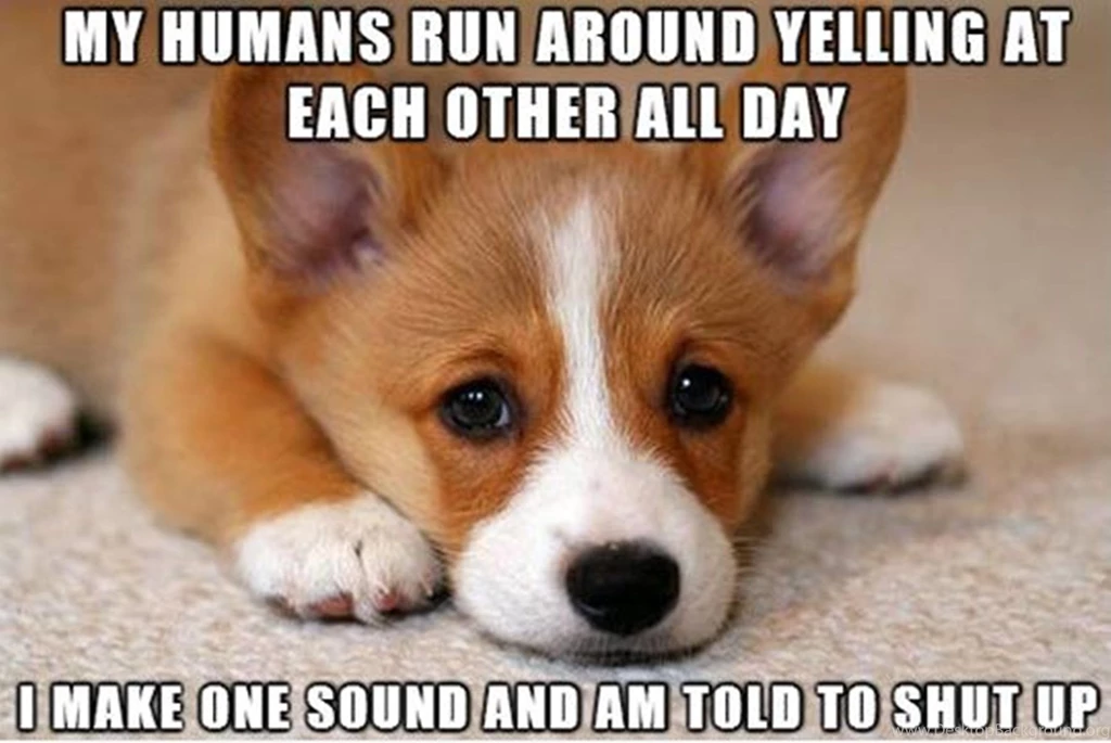 Funny Dog Wallpapers With Words