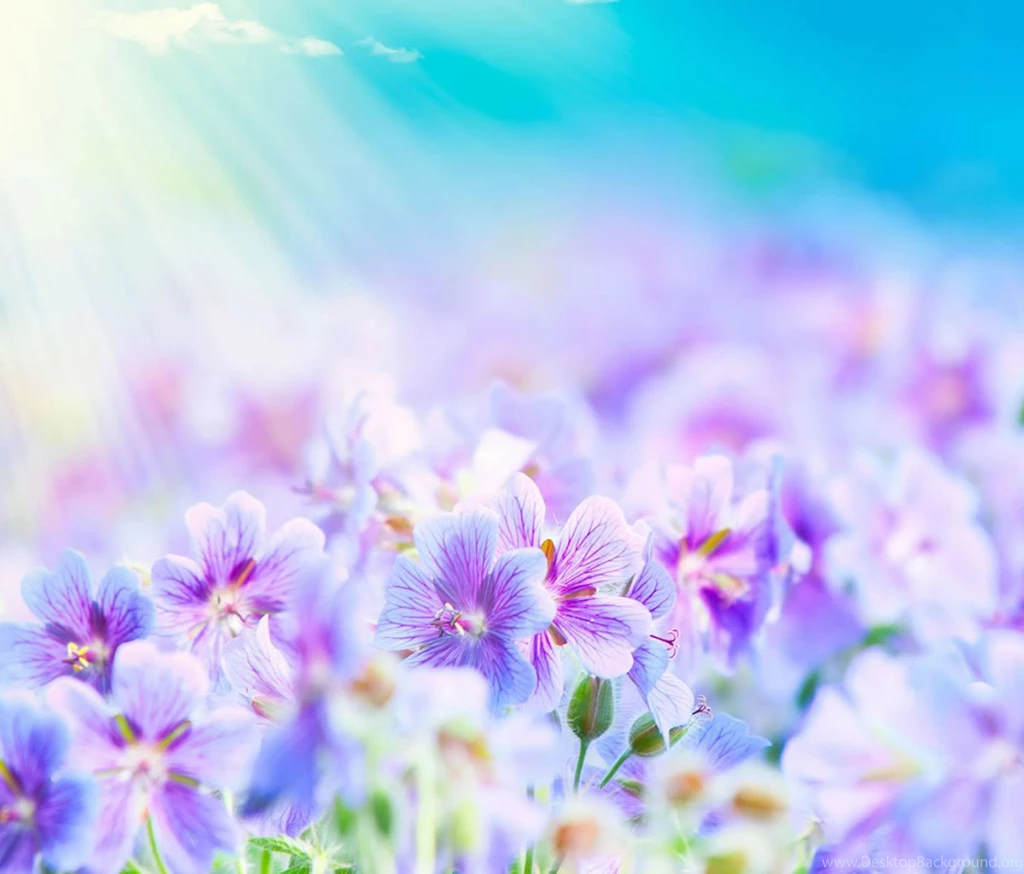 Flower Backgrounds Pictures HD Wallpapers Pretty