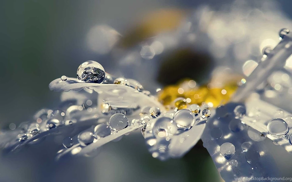 Water Drop Wallpapers & Dew Drops HD Wallpapers Desktop