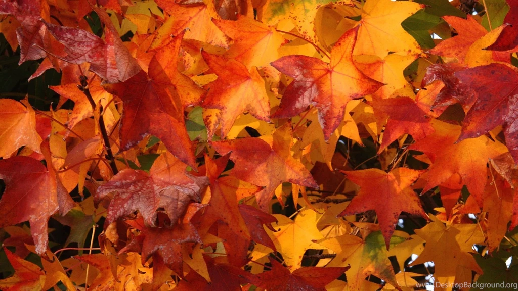 Fall Foliage Wallpapers HD Wallpapers Pretty