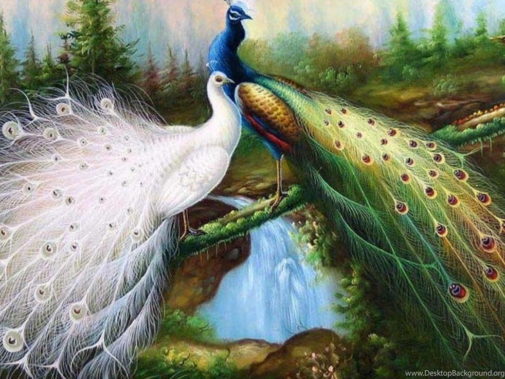 Best Peacock Wallpapers