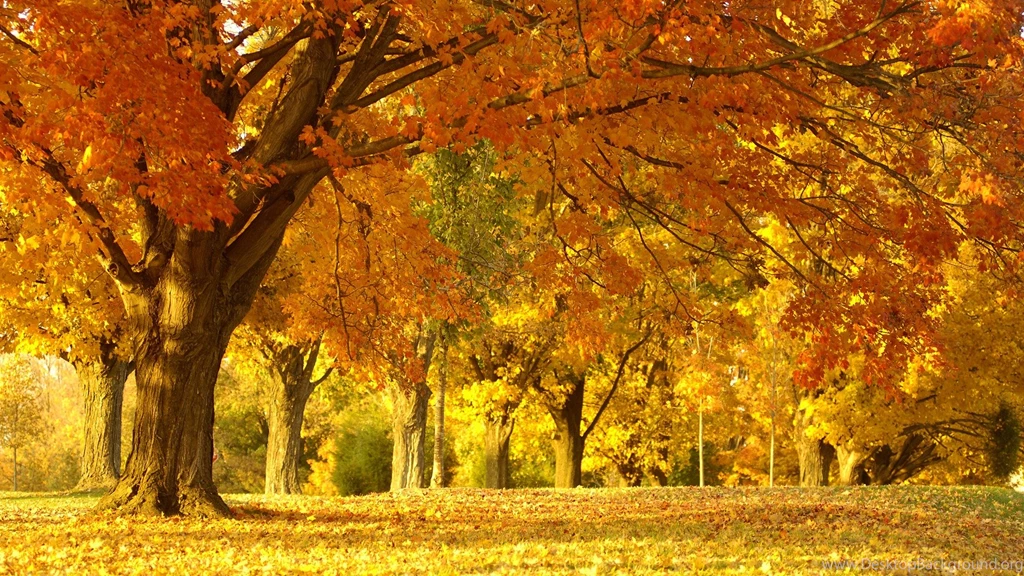 HD Yellow Leaves Tree In The Fall Wallpapers For PC Full Size ...