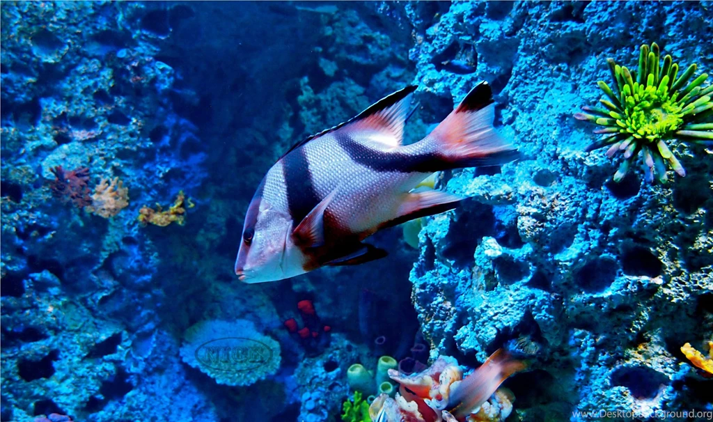 Ocean Life Wallpapers 4