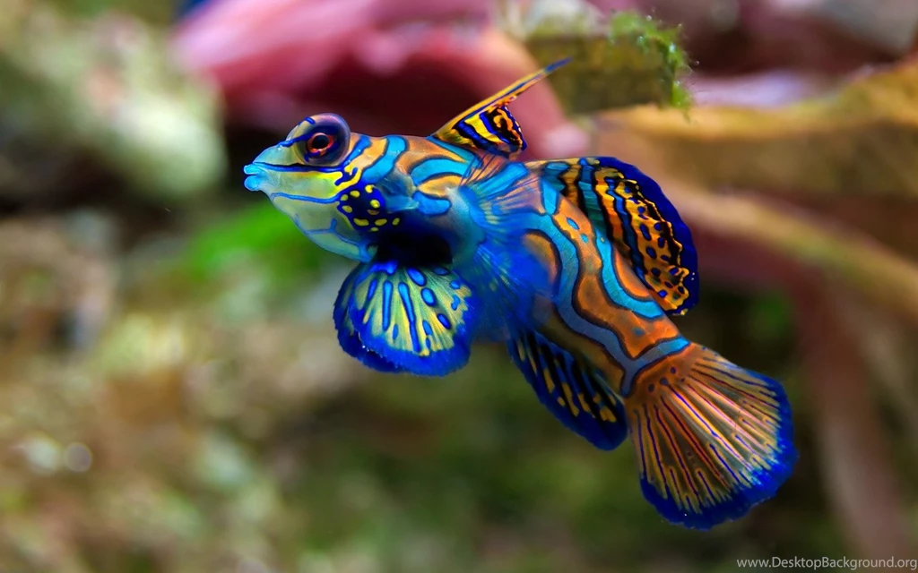 Ocean Life Wallpapers