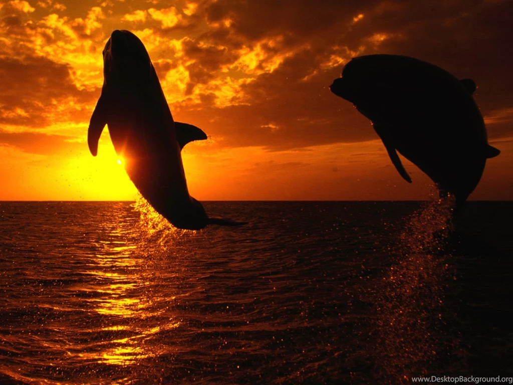 Ocean Life Typta.com