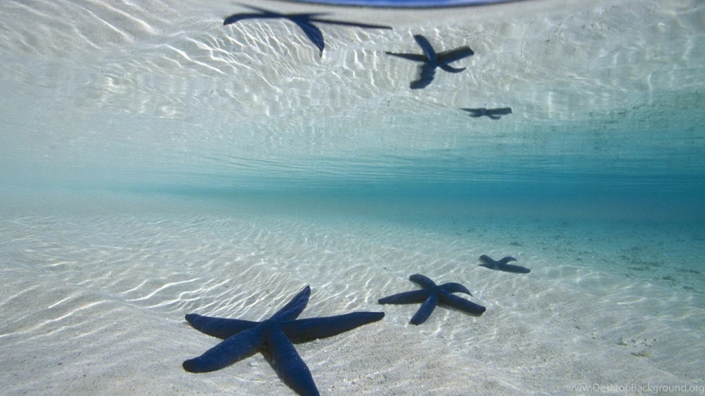 Ocean Life HD Wallpapers Free New HD Wallpapers