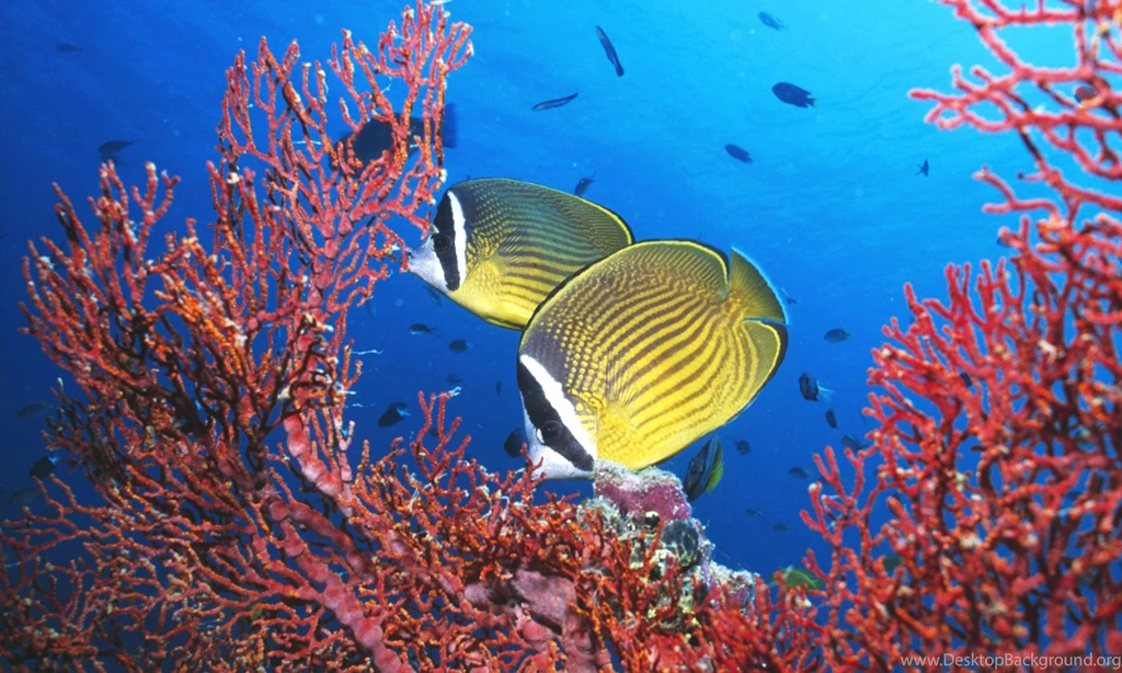 Ocean Life HD Images Underwater Animals Photos – Fine HD ...