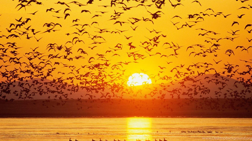 Wildlife Backgrounds Wallpapers Zone