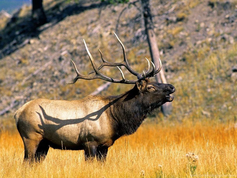 Wildlife Backgrounds Pictures HD Wallpapers Pretty