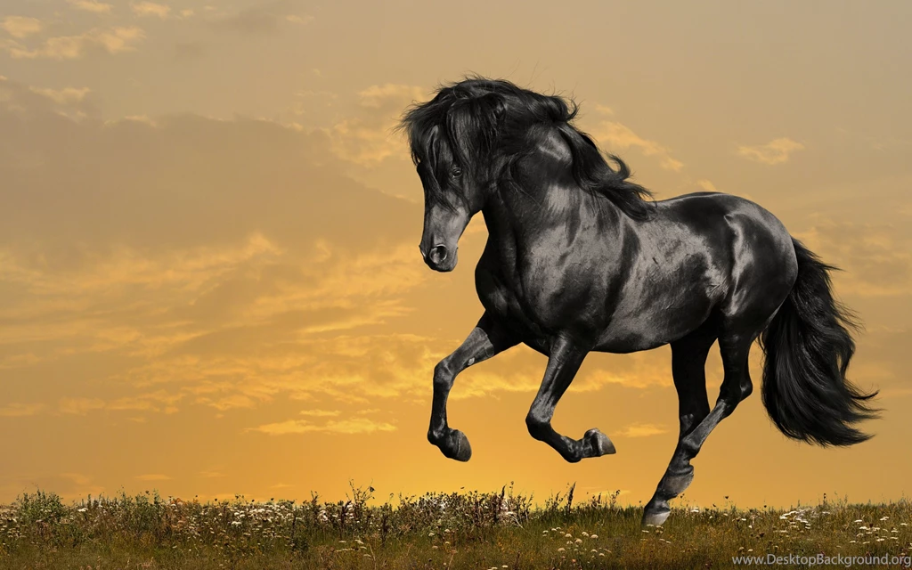Wallpapers Horses Beautiful White Adorable Animals Beauty Black ...