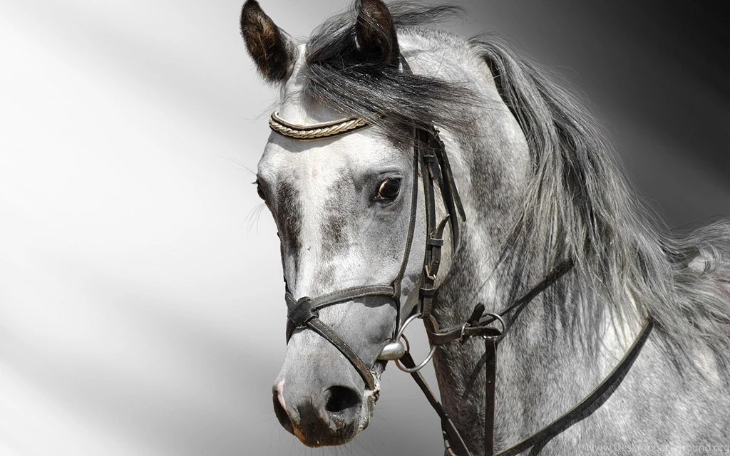 Images For Wild Horses Wallpapers Hd