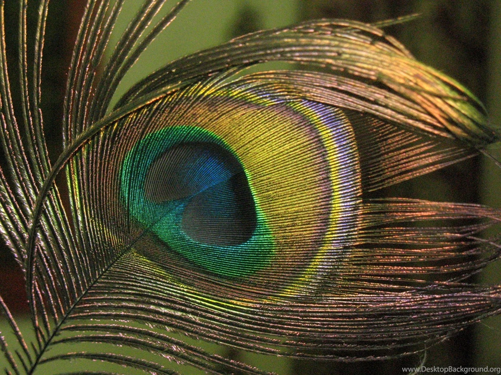 Free Hd Wallpapers: Peacock Feather Backgrounds Peacock Wallpapers
