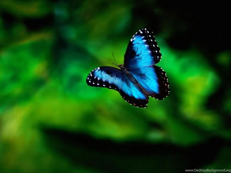 Glowing Girl Butterflies Wallpapers
