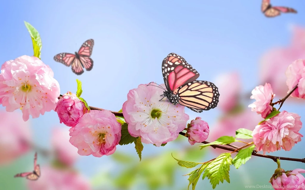 Spring Flowers And Butterflies Wallpapers Popular Flowers