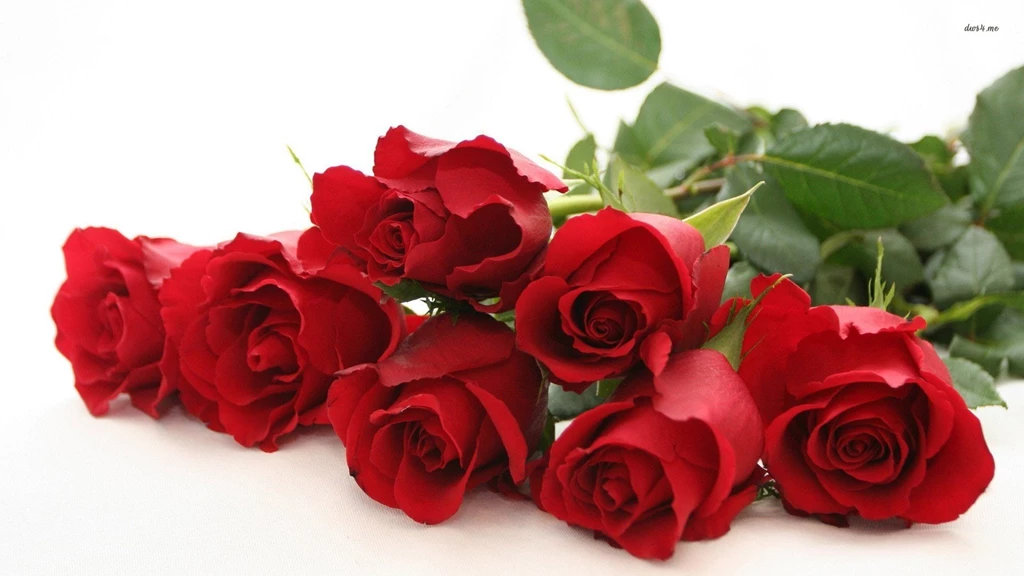 Red Rose Wallpapers