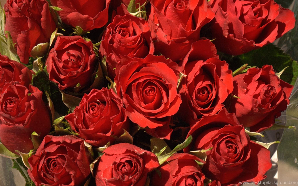 Bunch Of Red Roses, Flowers, 1920x1200 HD Wallpapers And FREE Stock ...