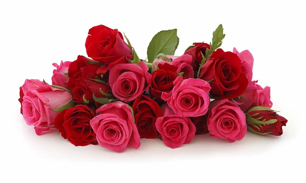 Red Rose Flowers WallpapersUgg Stovler