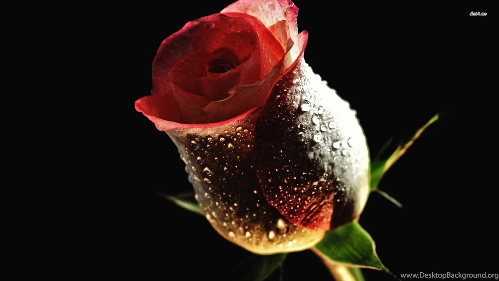 Wallpapers Flowers Red Rose Wallpapers Zone