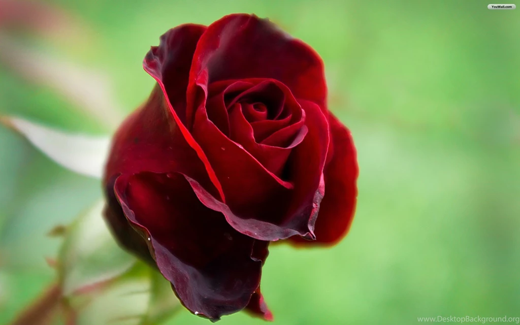 YouWall Red Rose Wallpapers Wallpaper,wallpapers,free Wallpapers ...