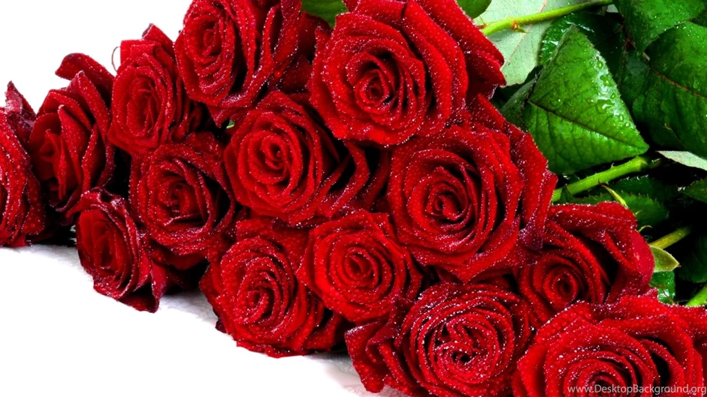 Red Roses HD Wallpapers Free Download