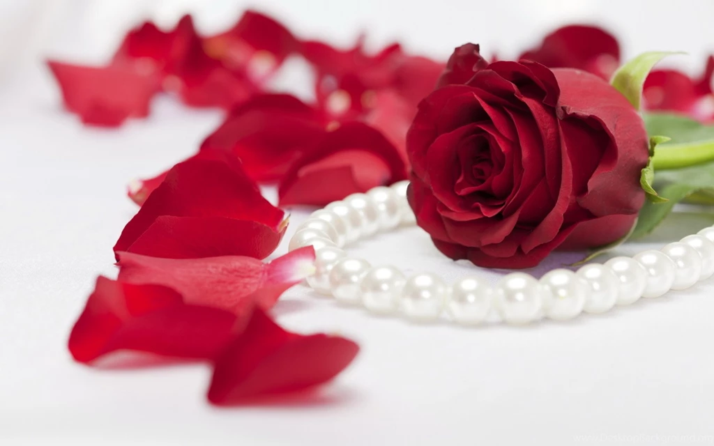 Flower Images Rose
