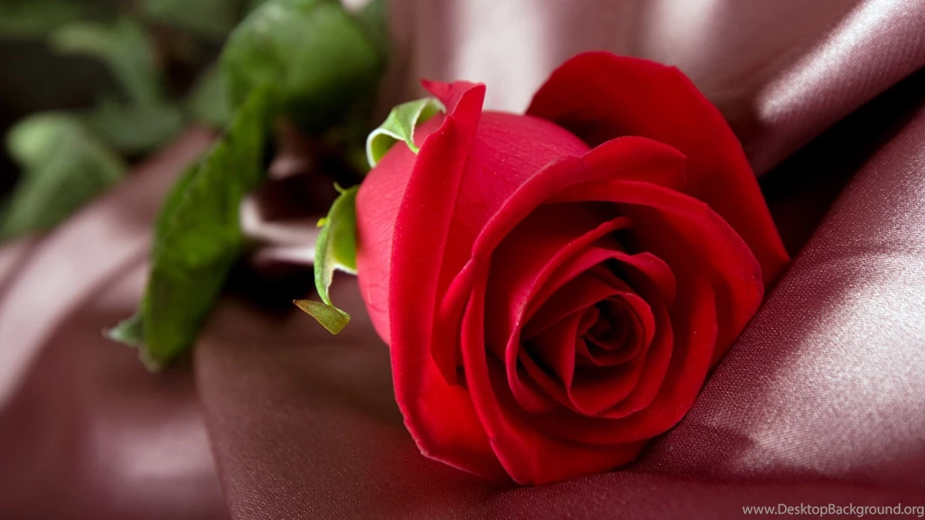 1920x1080 Red Rose Flower Wallpapers