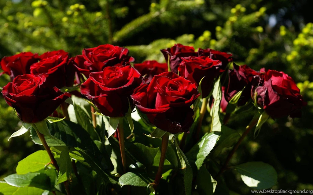 Punch Of Rose Windows 10 Wallpapers