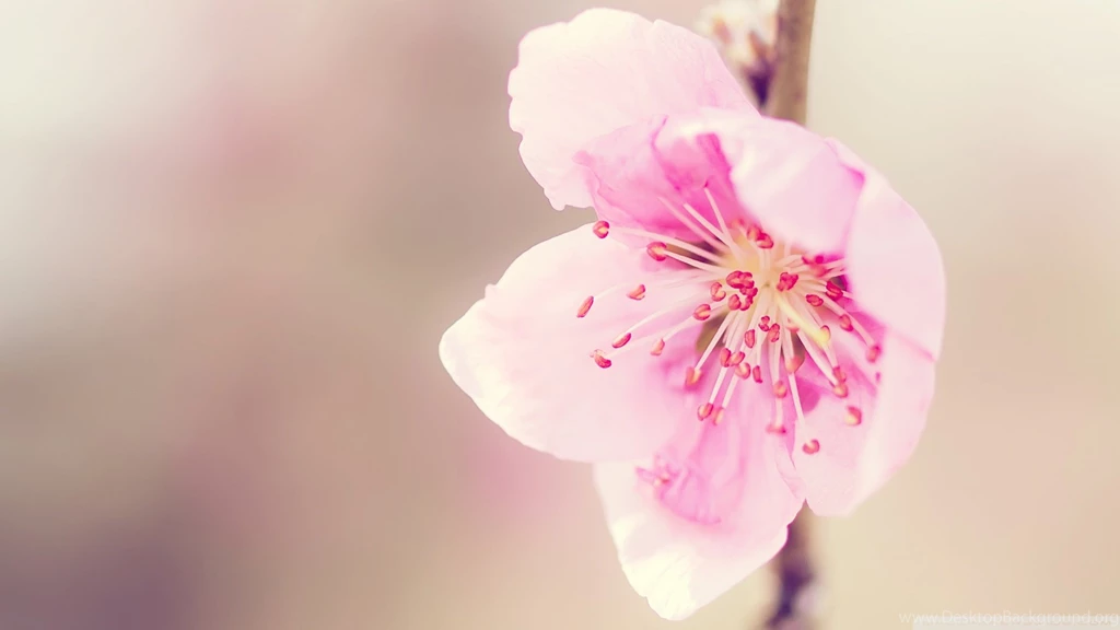 Pretty HD Backgrounds