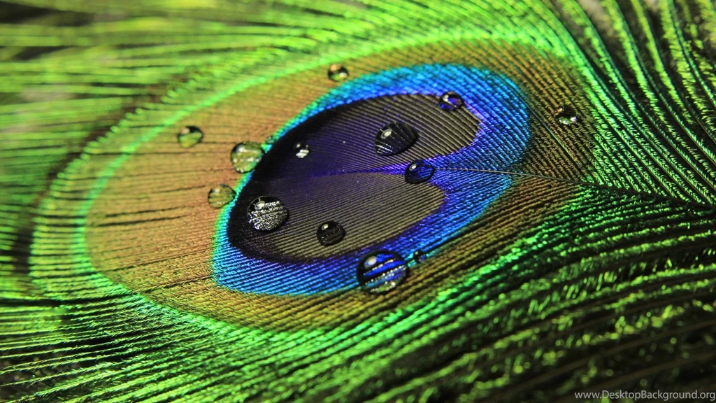 Peacock Feather Backgrounds Wallpapers Cave