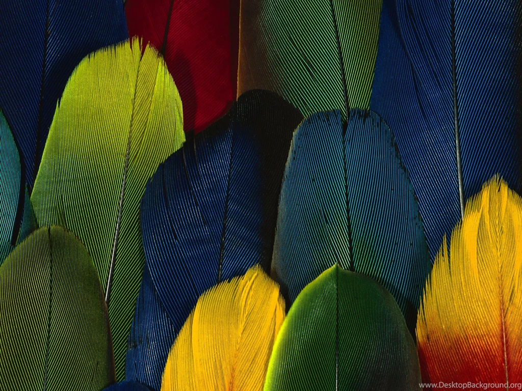 Feather Backgrounds Sixteen