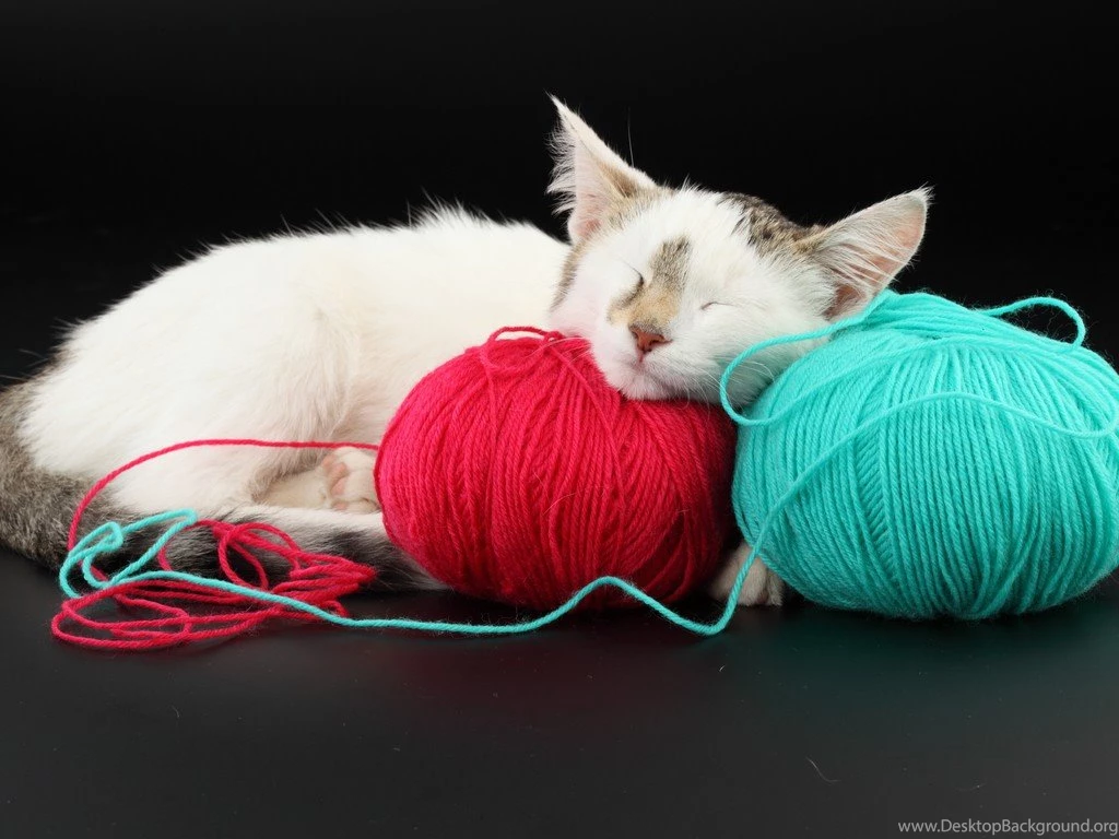 Cats: Toys Kitten Cat Feline Sweet Desktop Background Images For ...