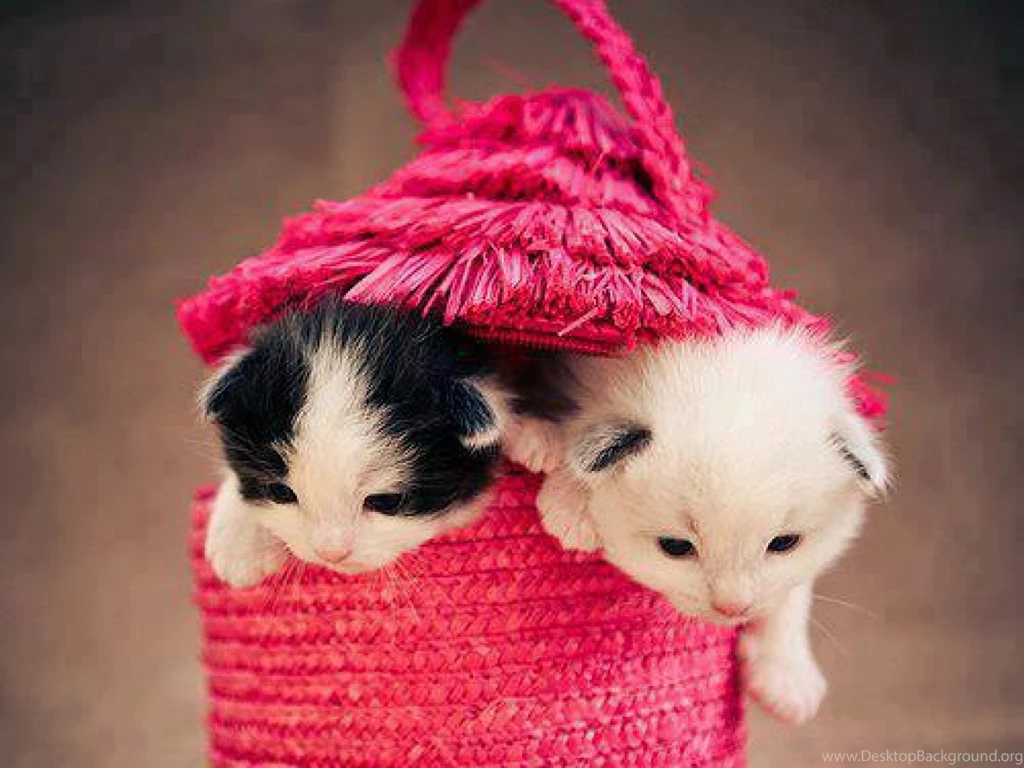 Cats: Sweet Kittens Bag Pink Cute Desktop Background Images For HD ...