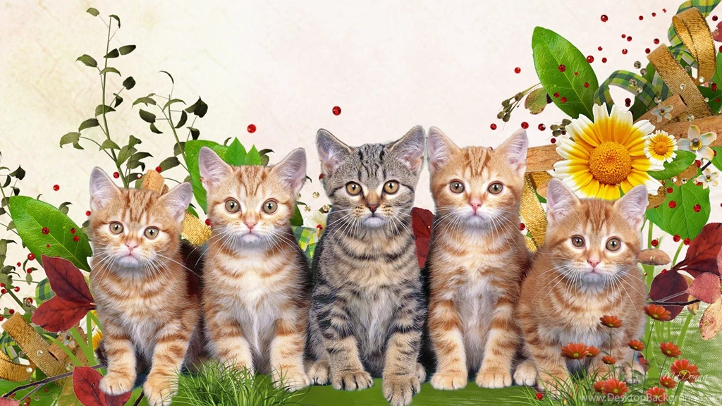 Cats: Spring Kitty Faces Flowers Lawn Grass Cat Summer Fleur Sweet ...