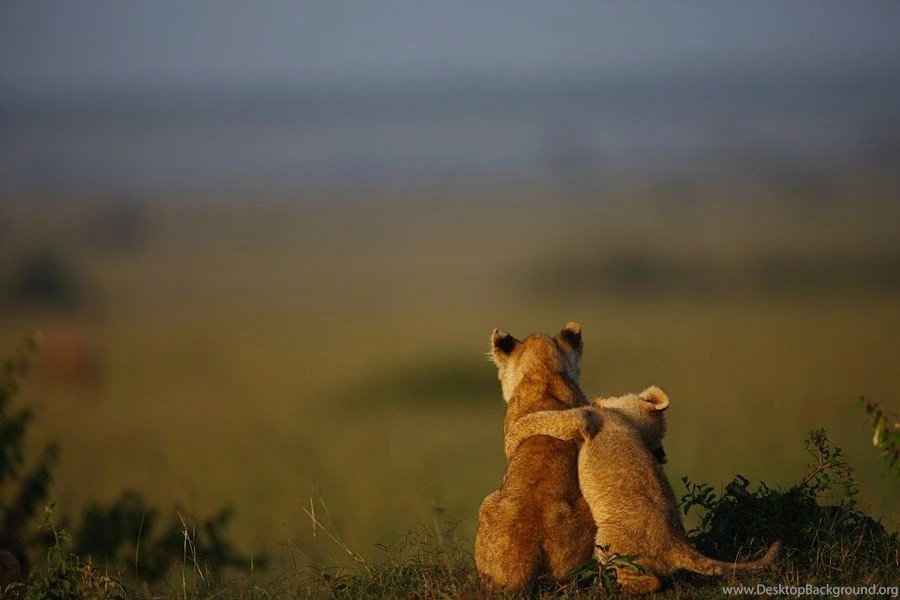Sweet Lions Antonija Africa Animals Cub Wild Cats Desktop ...