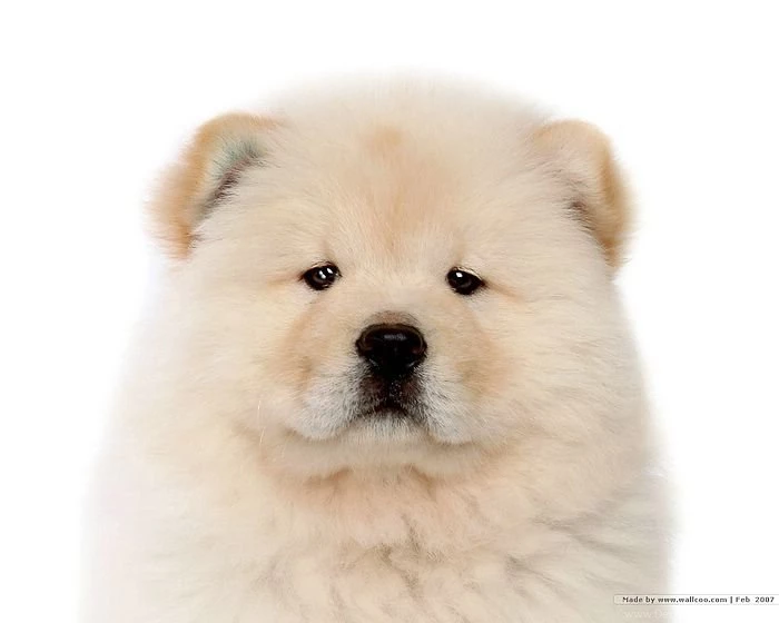 Great White Dog Wallpaper Backgrounds