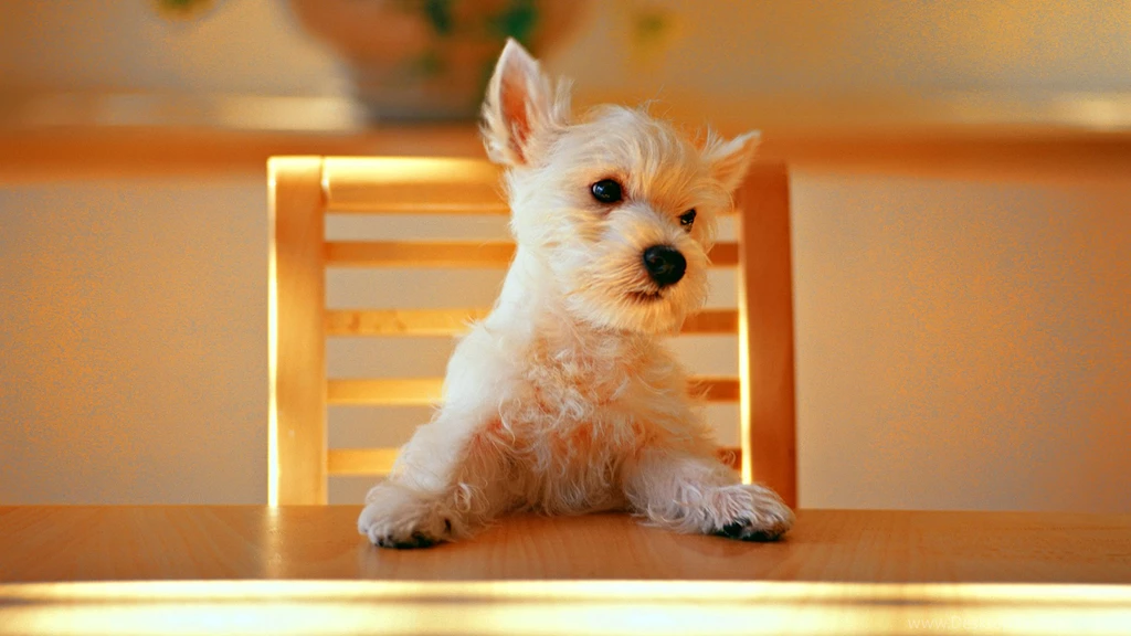 Cute Dog Wallpapers
