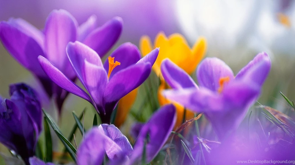 9 Beautiful HD Flower Wallpapers For Desktop