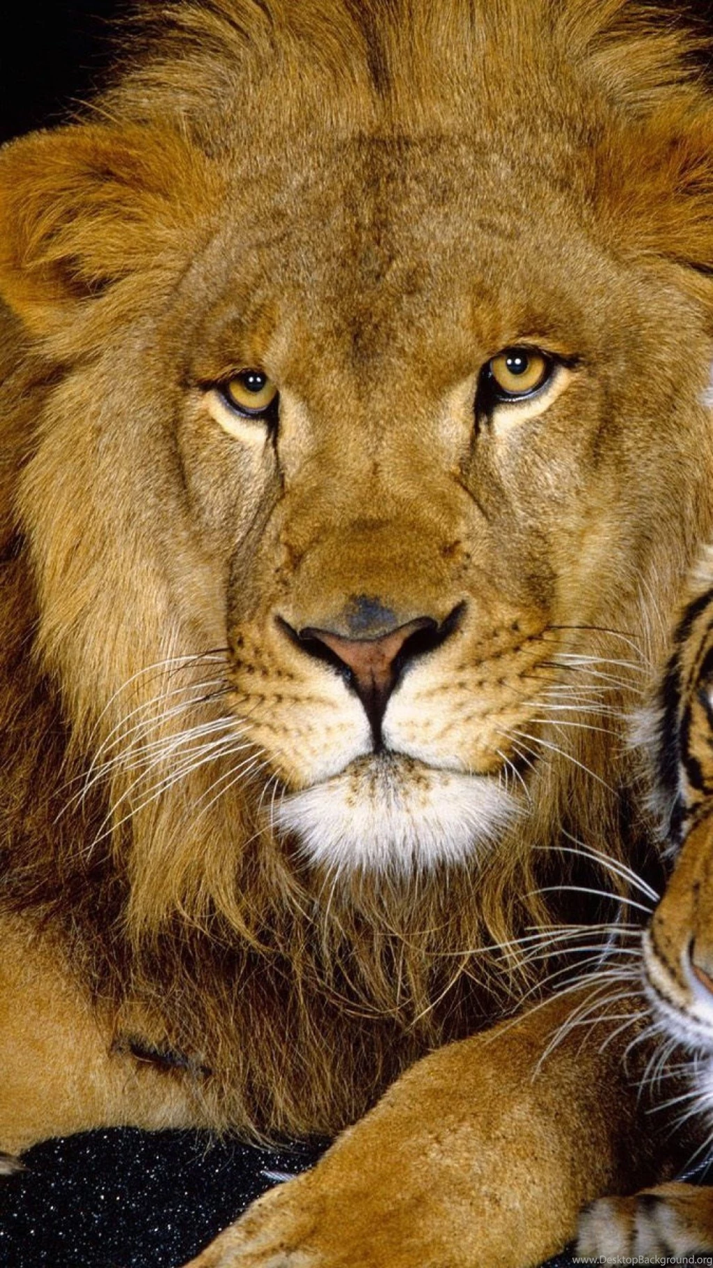 Download Wallpapers 1080x1920 Tiger, Lion, Couple, Down, Big Cat ...