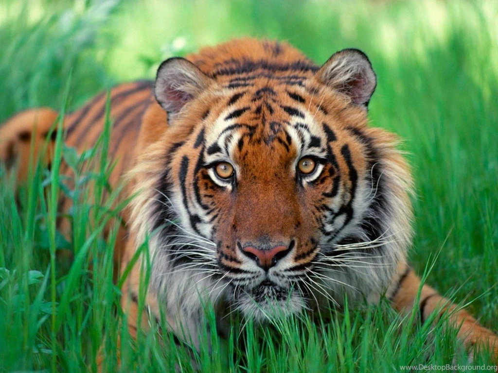 Tiger Versus Lion Wallpapers Android Apps On Google Play