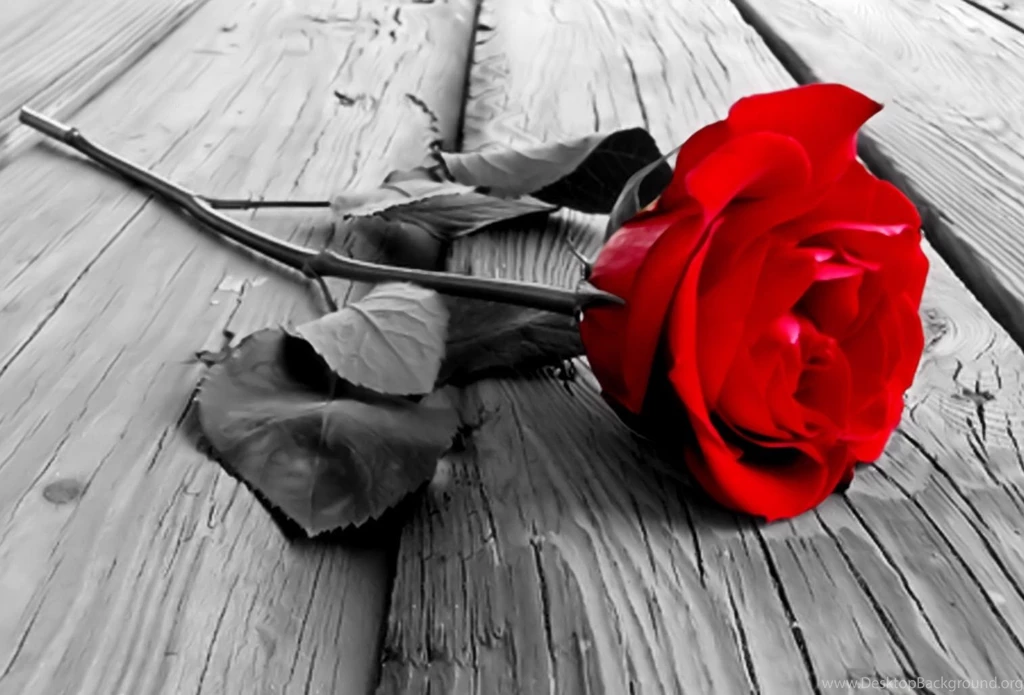 Red Rose Wallpapers
