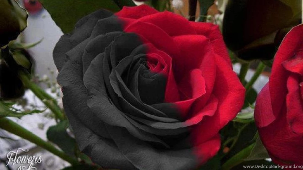 Black And Red Rose Beauty 1225511 Wallpapers (