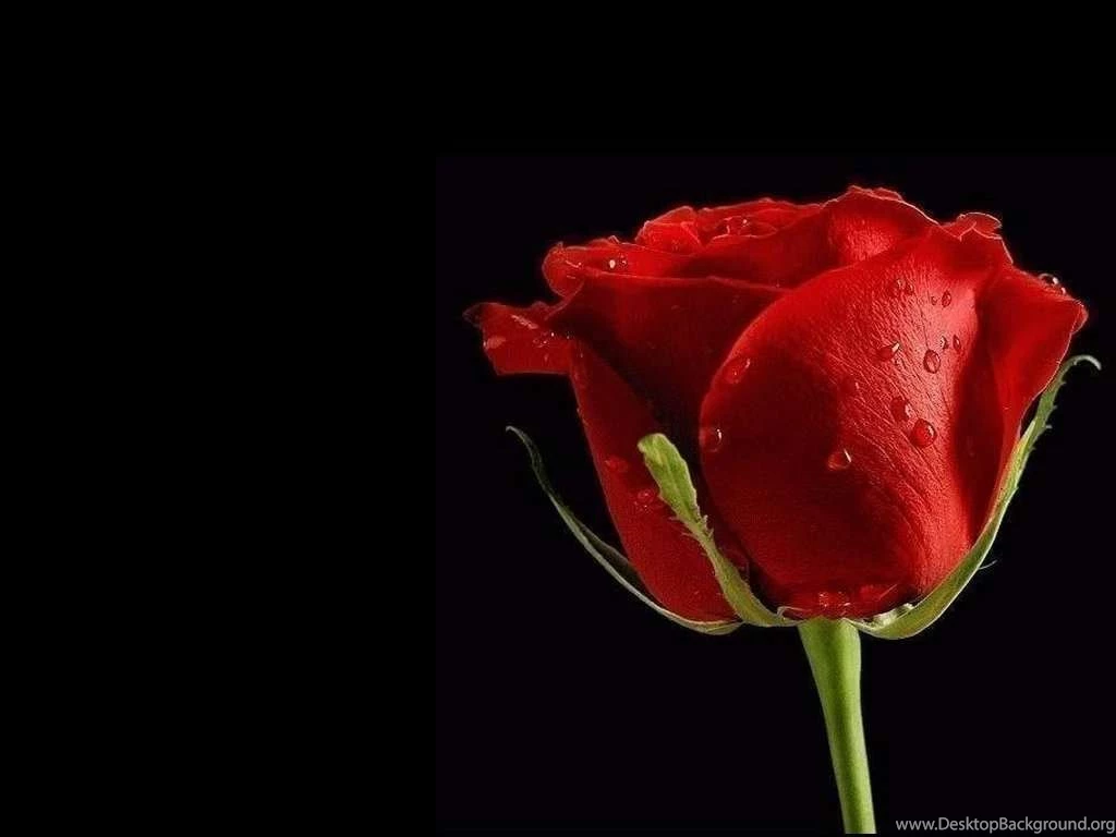 Red Rose Wallpapers