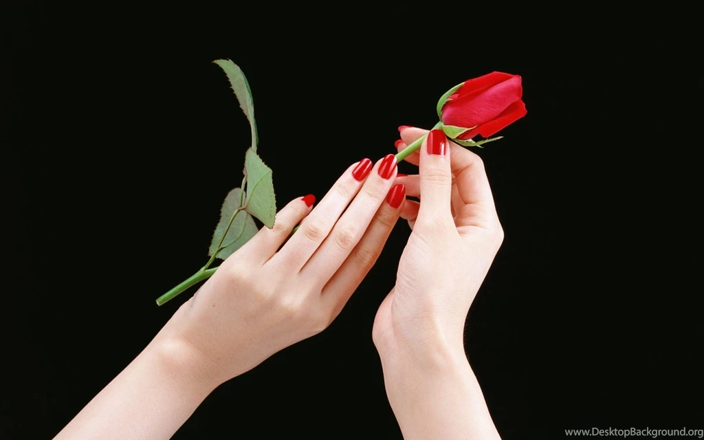 Hands Roses Black Backgrounds Red Rose Wallpapers