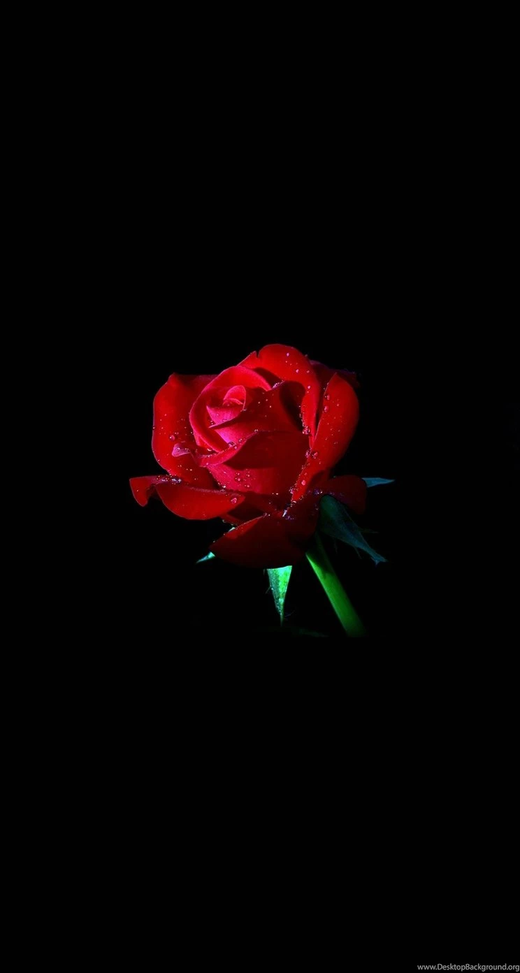 Red Rose Dark Flower Nature iPhone 5s Wallpapers Download