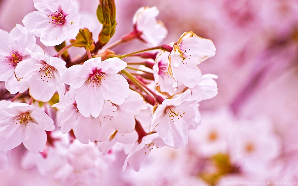 Sakura Flowers Wallpapers