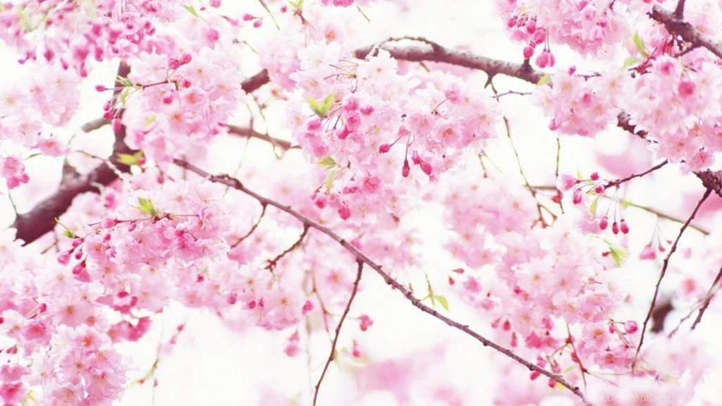 Sakura Cherry Flower